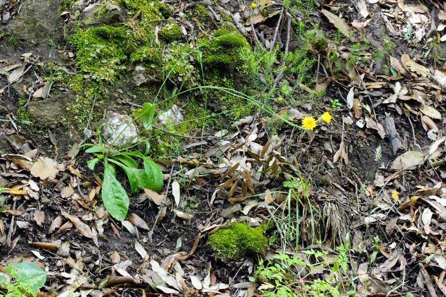 Hypochaeris achyrophorus / Costolina annuale